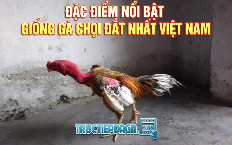 Đặc điểm nổi bật của giống gà chọi đắt nhất Việt Nam
