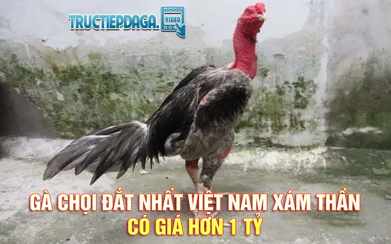 Gà chọi đắt nhất Việt Nam hiện có giá bao nhiêu?