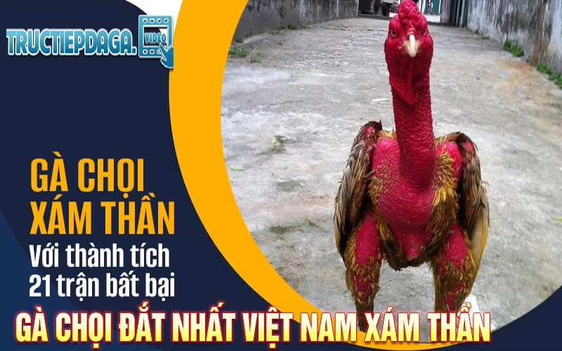 xám thần- gà chọi đắt nhất Việt Nam