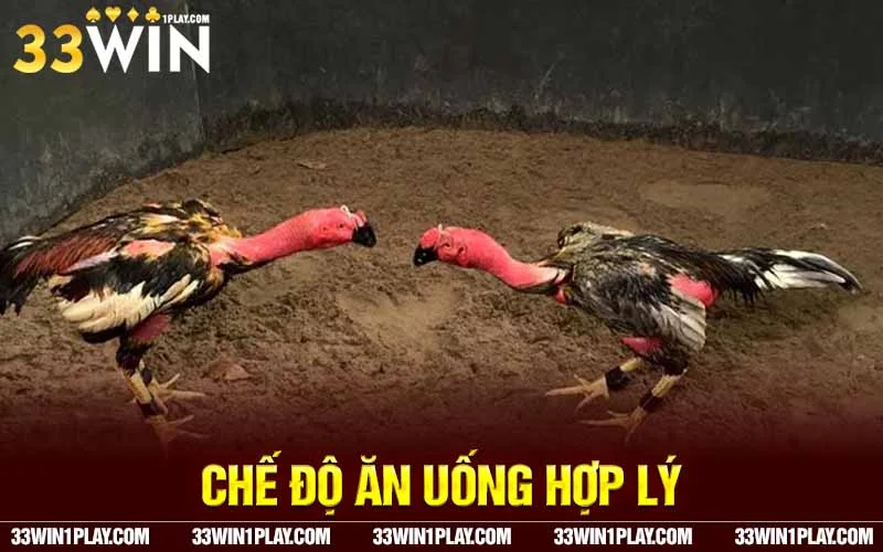 Chế độ ăn uống hợp lýkhi vần hơi cho gà chọi