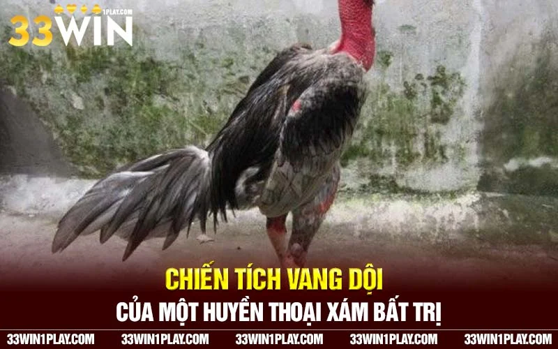 Chiến tích vang dội của một huyền thoại gà chọi Nam Định