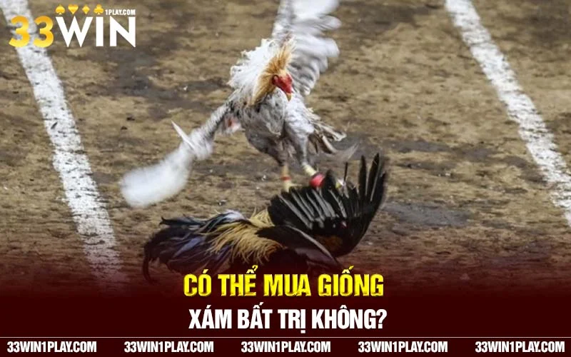 Có thể mua giống Xám không ?