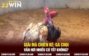 Giải mã chiến kê: Gà chọi vần hơi nhiều có tốt không?