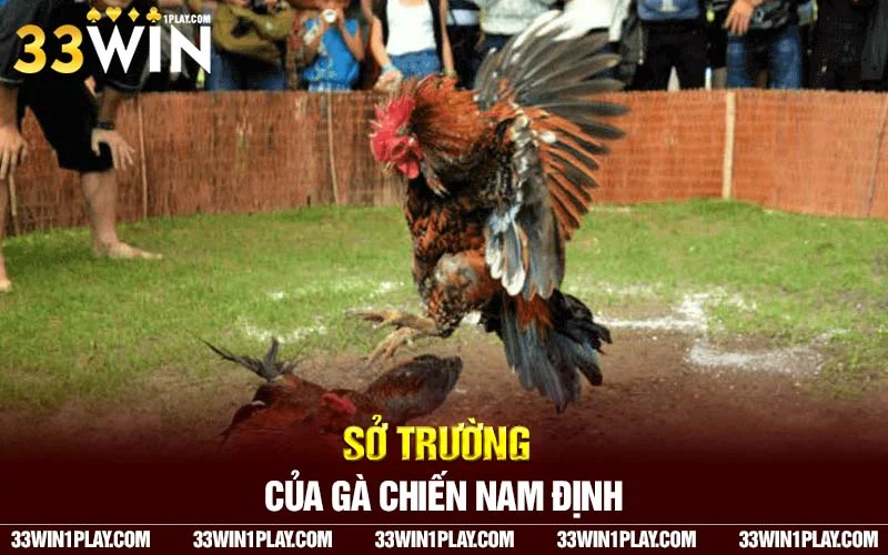 Sở trường của gà chiến Nam ĐỊnh