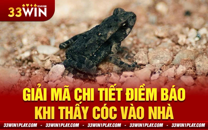 Giải mã chi tiết điềm báo khi thấy cóc vào nhà trong