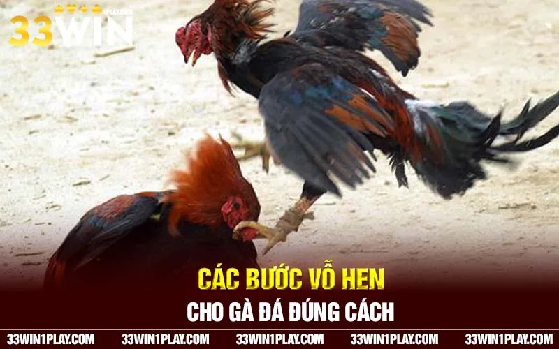 Các bước vỗ hen cho gà đá đúng cách