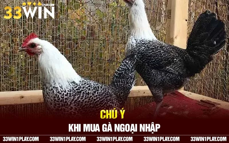  mua gà đá ngoại nhập chất lượng tốt bạn cần chú ý điều gì?