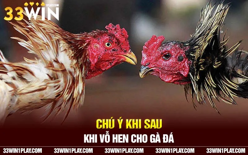 Chú khi sau khi vỗ hen cho gà đá