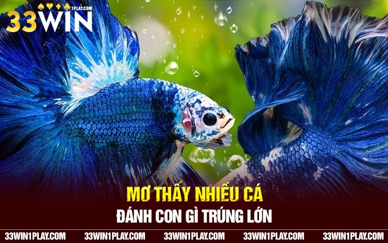 Giấc mơ thấy con mèo nhà mình bắt được nhiều cá vàng