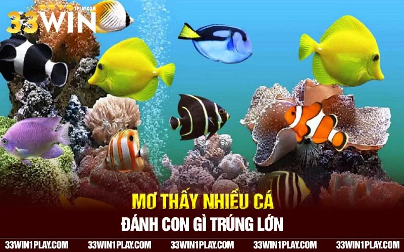 Mơ thấy nhiều cá đánh con gì trúng nhiều tiền?