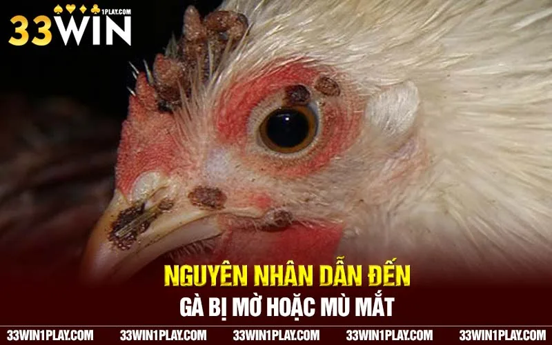 Nguyên nhân dẫn đến gà bị mờ hoặc mù mắt