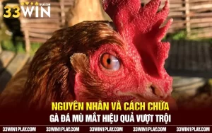 Cách chữa gà bị đá mù mắt chi tiết cho sư kê