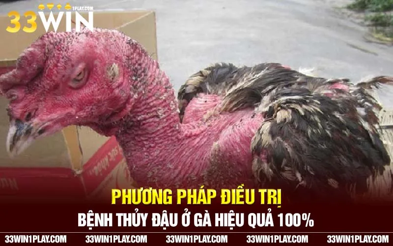 Phương pháp điều trị bệnh thủy đậu ở gà