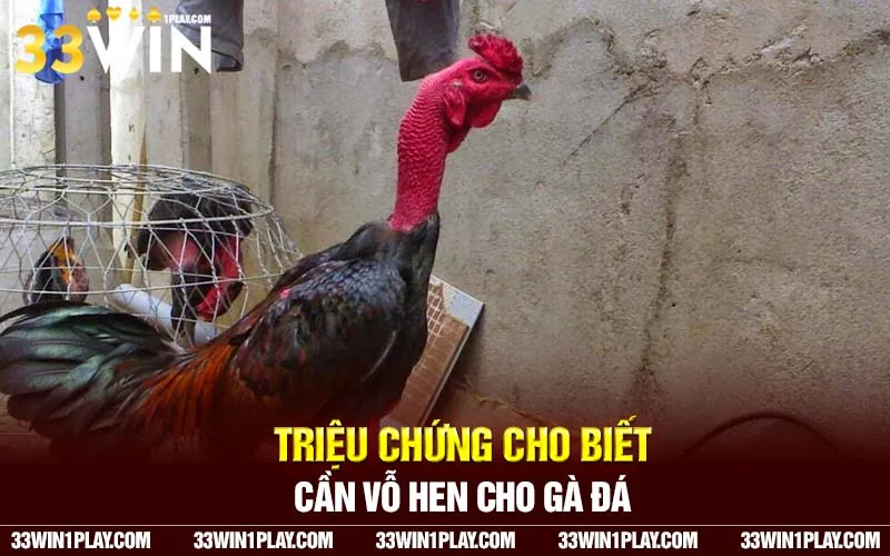 Triệu chứng cho biết cần vỗ hen cho gà đá