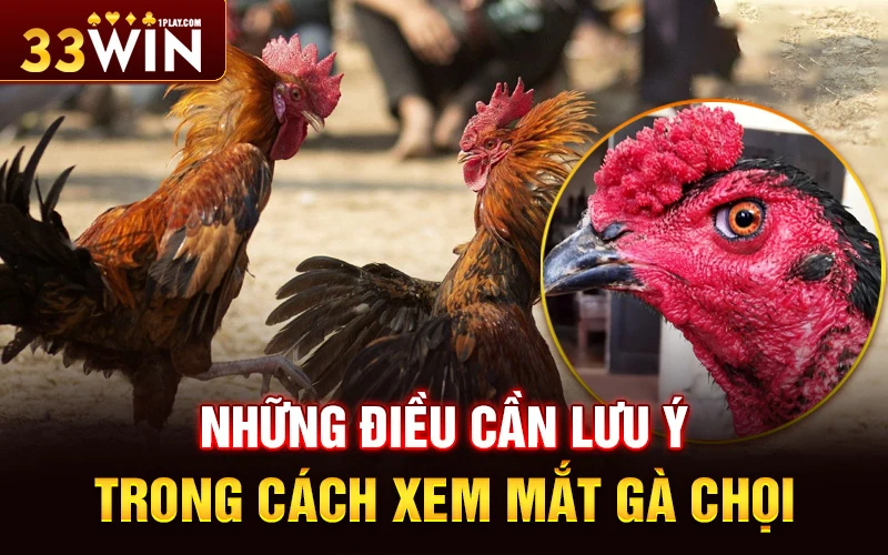 Những điều cần lưu ý trong cách xem mắt gà chọi