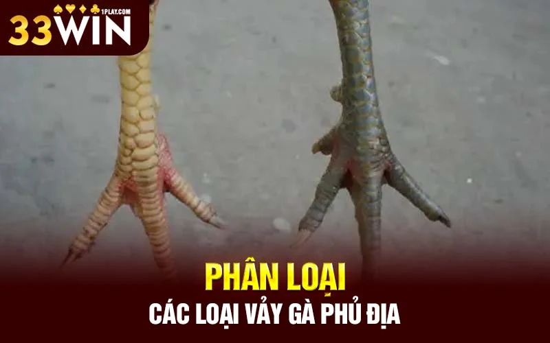 Phân loại các loại vảy gà phủ địa