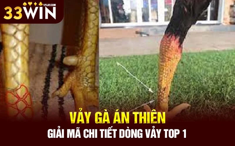 Vảy gà Án Thiên – Giải mã chi tiết dòng vảy top 1